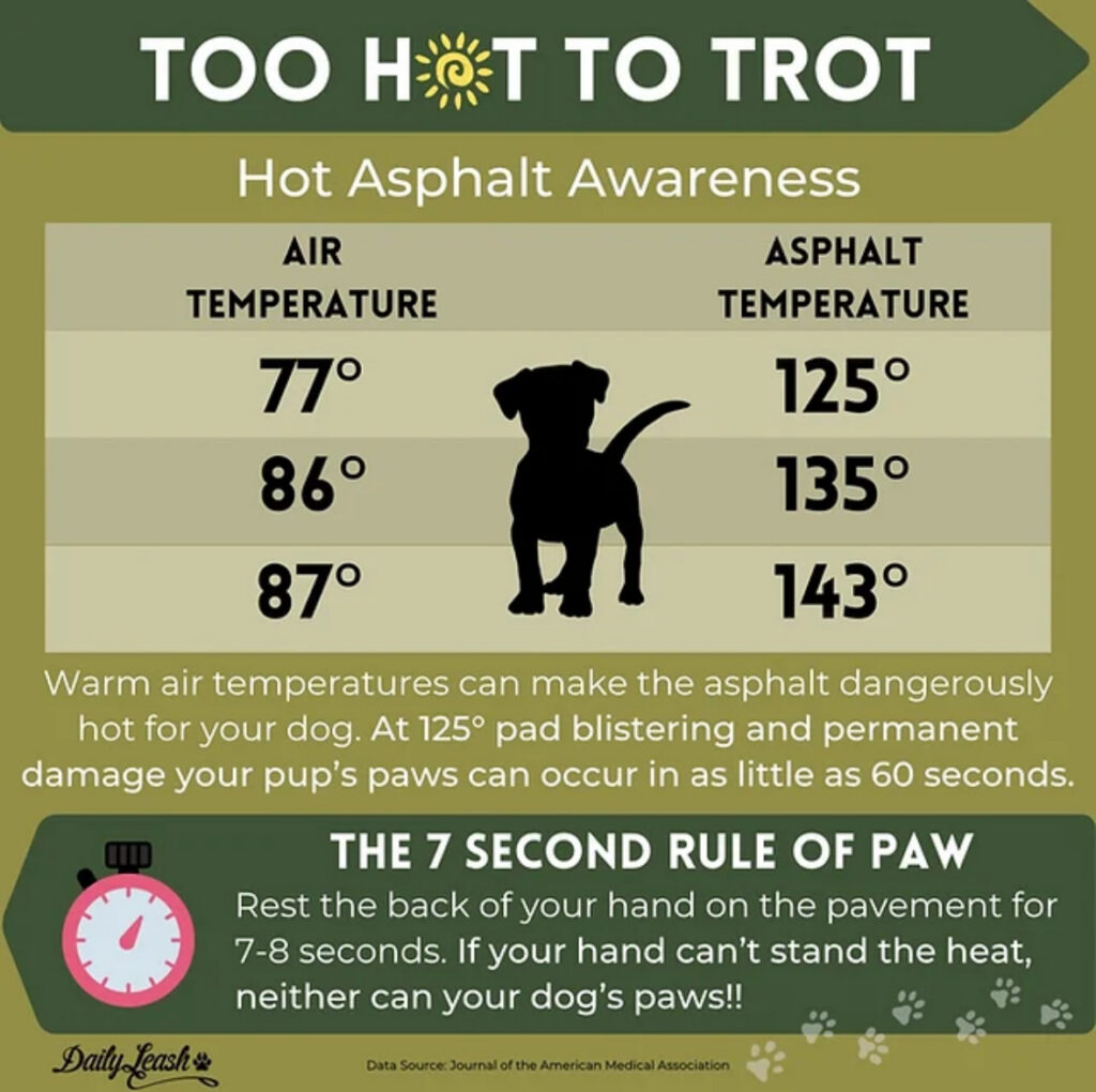 Infographic with information about asphalt temperature tips for dogs. 